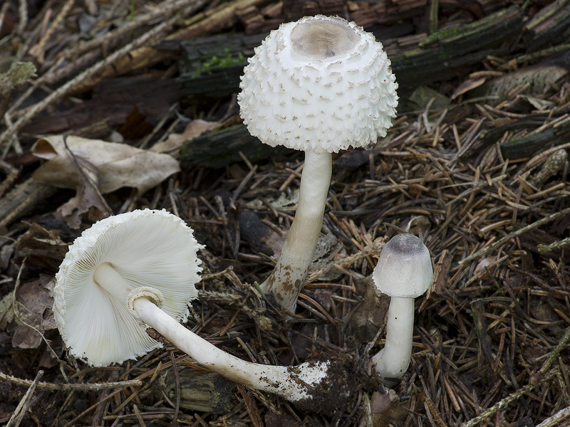 Leucoagaricus nympharum